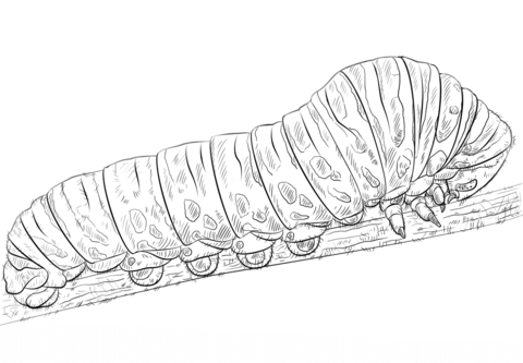 Swallowtail Caterpillar Coloring Page